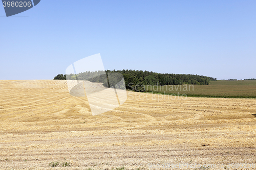 Image of farm field cereals  