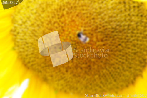 Image of flower Sunflower, close-up  