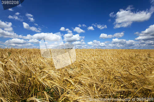 Image of  ripe yellow cereals