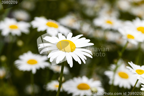 Image of white daisy , flowers.