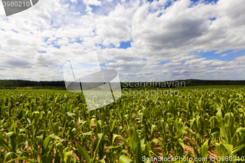 Image of Field with corn  