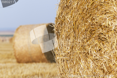 Image of stack of straw in the field 