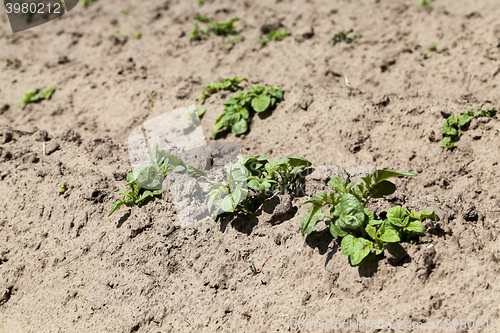 Image of Green sprout of potato  