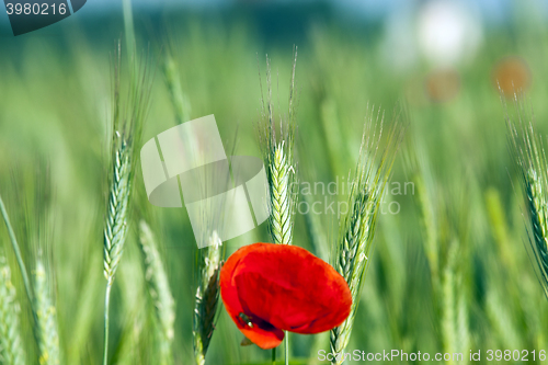 Image of Poppy in the field 