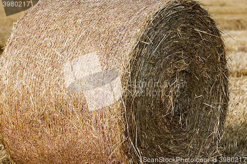 Image of haystacks in a field of straw  