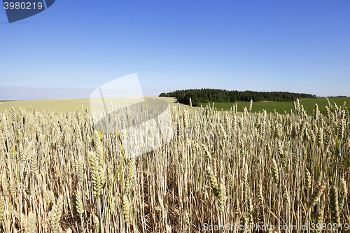 Image of Field of cereal in the summer  
