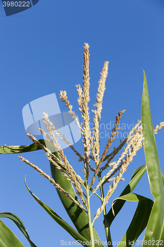 Image of Green immature corn  