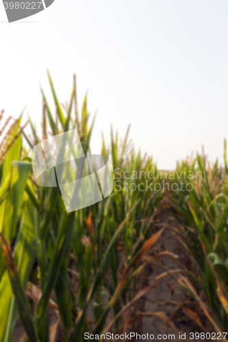 Image of Green immature corn  