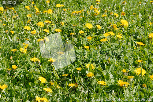 Image of Dandelions