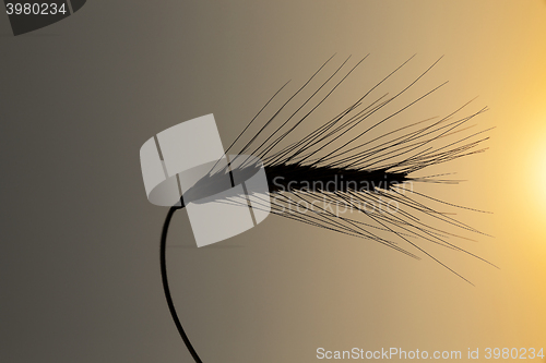 Image of Spike rye at sunset  