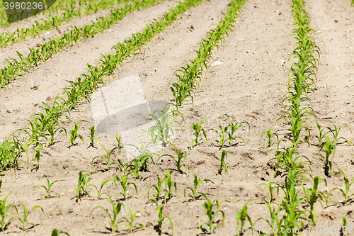 Image of Field of green corn 