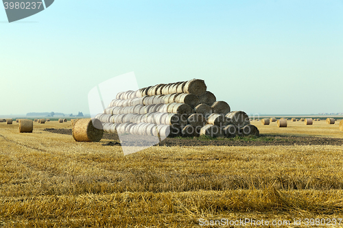 Image of haystacks in a field of straw 