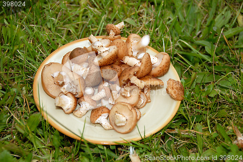 Image of Mushrooms on the plate