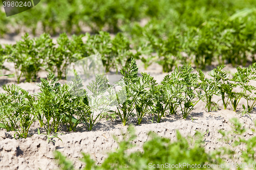 Image of Field with carrot 