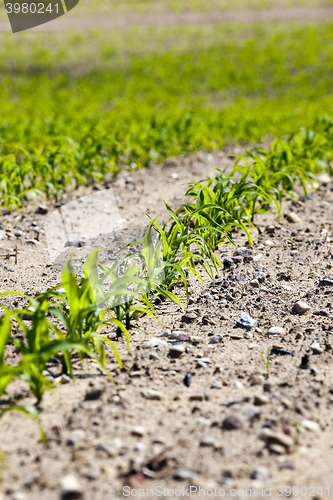 Image of Field of green corn  