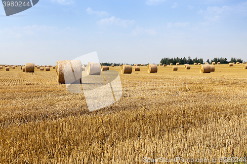 Image of haystacks straw. field 