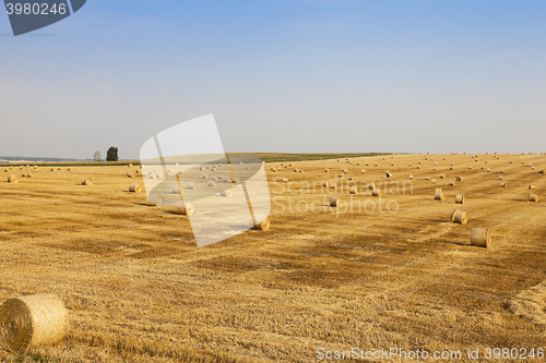 Image of Agricultural field with wheat  