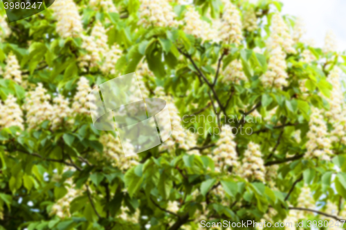 Image of blooming chestnut tree in the spring  