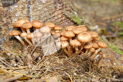 Image of mushrooms in forest