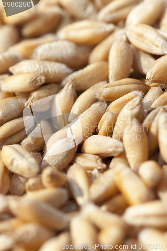 Image of wheat, close up  