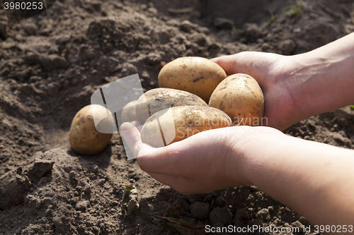 Image of Potatoes in hand  