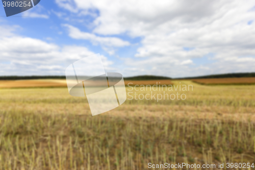 Image of collection rapeseed crop  