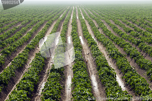 Image of Field with potato  