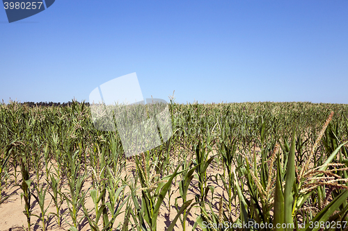 Image of Corn field, summer time  