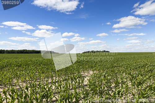 Image of Field with corn  