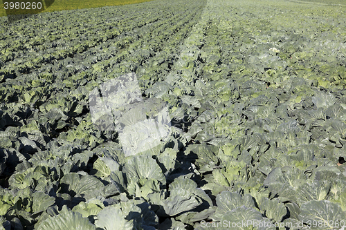 Image of green cabbage in a field  