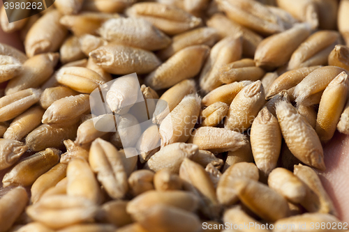 Image of wheat, close up  