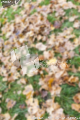 Image of old autumn foliage  