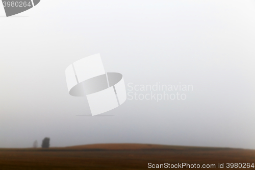 Image of tree in the field  
