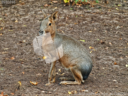 Image of Hare 