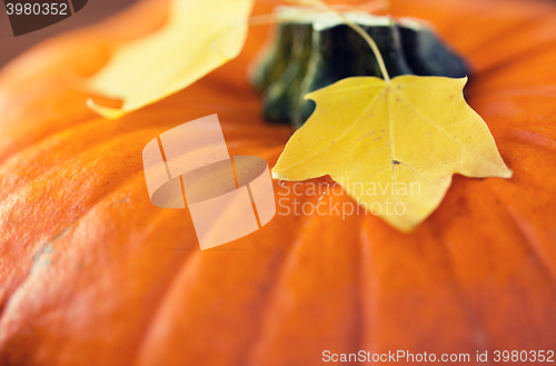 Image of close up of pumpkin and autumn leaves