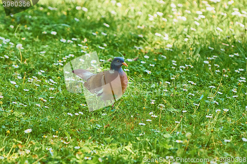 Image of Common Wood Pigeon