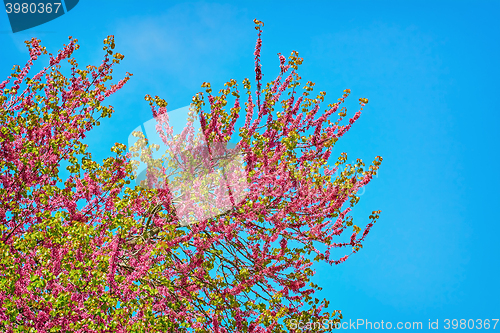 Image of Judas Tree (Cercis Siliquastrum)