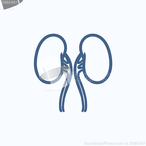 Image of Kidney sketch icon.