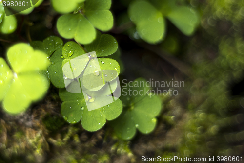 Image of Wood sorrel or common wood sorrel. Background