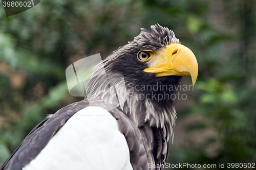 Image of Steller\'s sea eagle