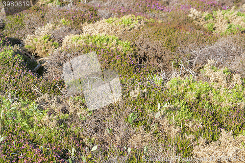 Image of colorful heath vegetation