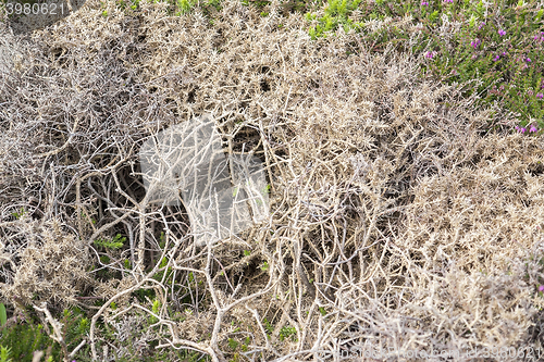 Image of heath vegetation detail