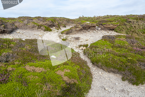 Image of colorful heath vegetation