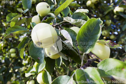 Image of Apples on an apple tree