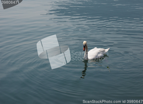 Image of White Swan bird animal