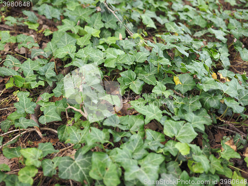 Image of Ivy Hedera plant