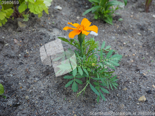 Image of Plant with orange flower