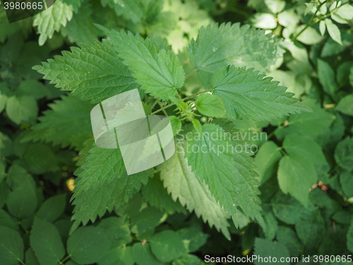 Image of Nettle (Urtica) plant