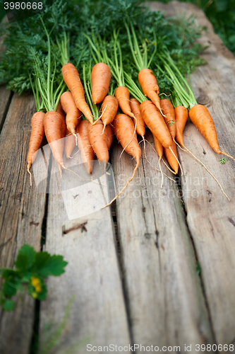 Image of Fresh carrots bunch on rustic wooden background