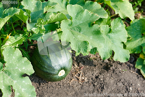 Image of Green pumpkin in garden